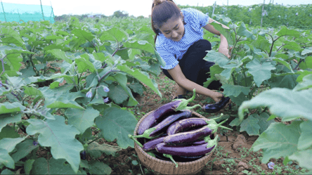 Обязательно после баклажанов — чем полить почву для плодородия - 285x160