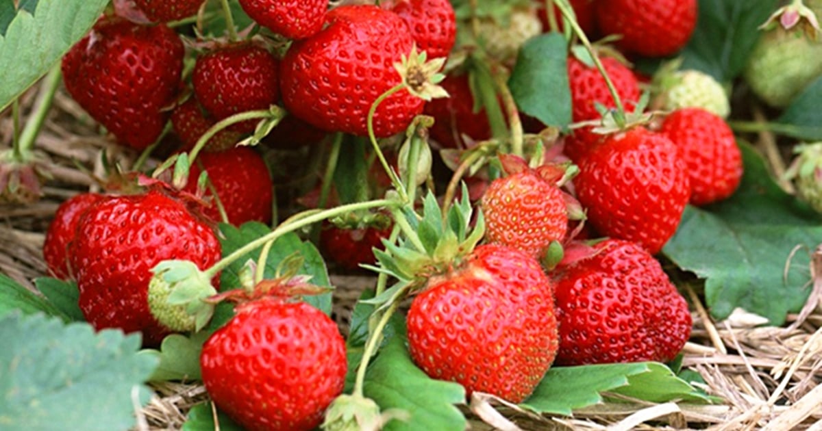 Гарний врожай полуниці.