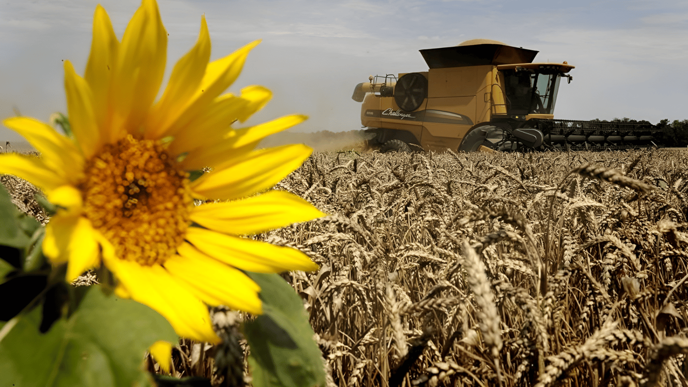 Ціни на зернові в Україні станом на 17 листопада 2023