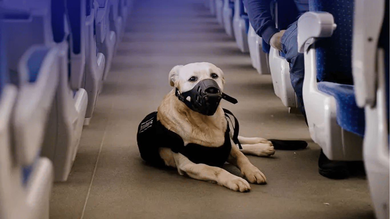 Путешествие УЗ с животным за границу: где нужно покупать билеты на любимца