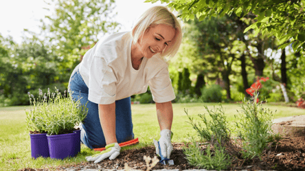 Посадіть ці декоративні рослини у жовтні — красиві й непримхливі - 285x160