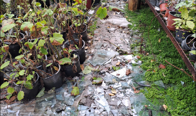 Одеський ботанічний сад після російських атак — які наслідки - фото 1