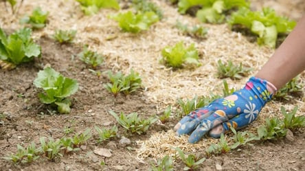 Не поспішай мульчувати тирсою — ось чому це помилка - 285x160