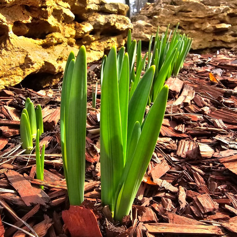 крокуси у Харкові