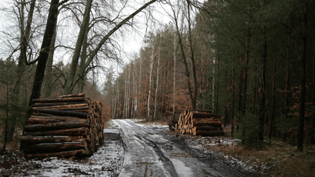 Купівля дров в Україні — коли ціна та якість палива найкраща - 285x160