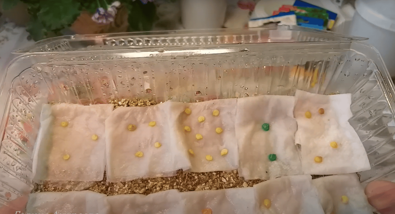 Семена перца