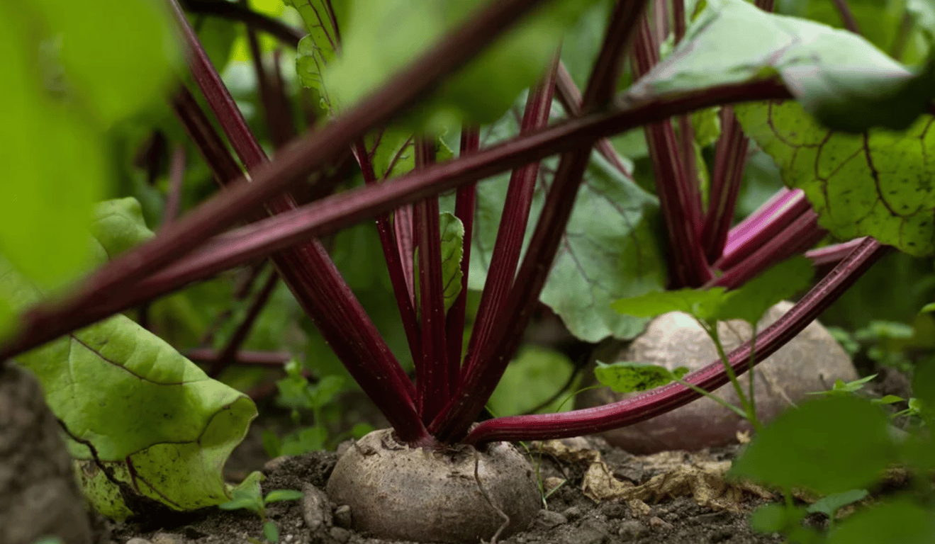 Буряк, що достигає на городі.