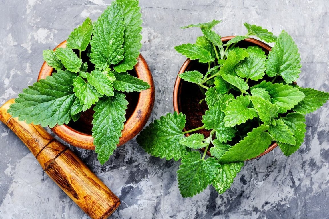 Мелисса лекарственная