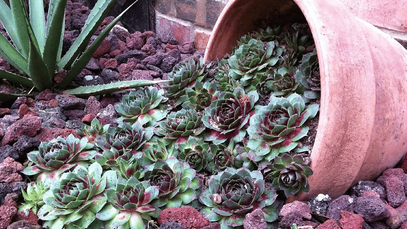 Какие декоративные растения посадить в октябре 2025 — молодило