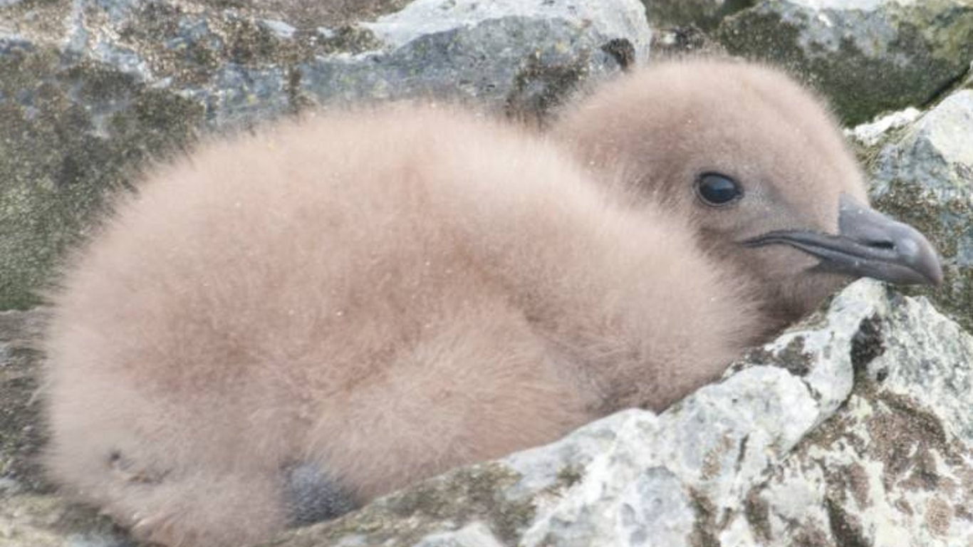 Пушистое и забавное: в Антарктиде ученые сняли детеныша хищника