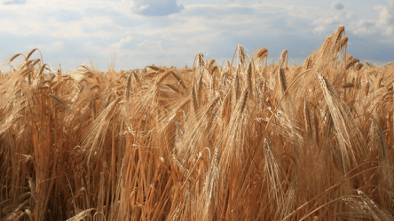 Один сидерат зупиняє бур’ян — городники радять його сіяти - 285x160