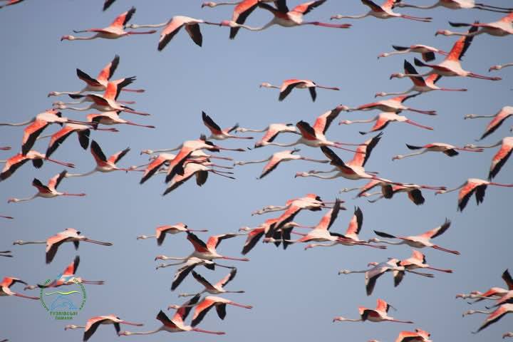 Рожеві "родзинки" повернулись на Одещину — скільки їх прилетіло - фото 2