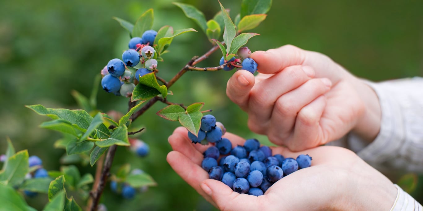 Чим, коли та як підживлювати лохину — найкращі добрива