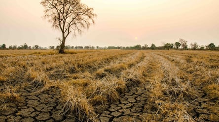 "Внезапные засухи" опаснее сезонных: ученые рассказали почему - 285x160