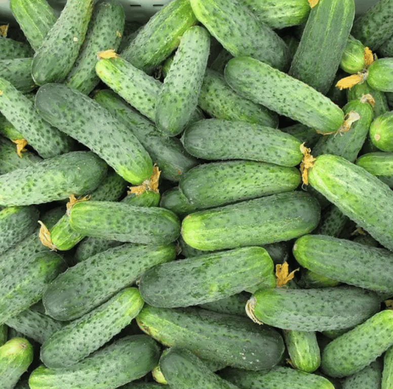 Сорт "Аякс F1"