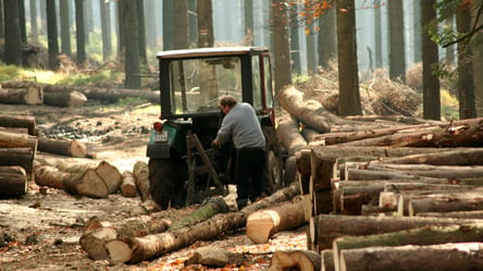 Дозволили вирубати 2,5 тисячі дерев: на Волині повідомили про підозру двом посадовцям - 285x160