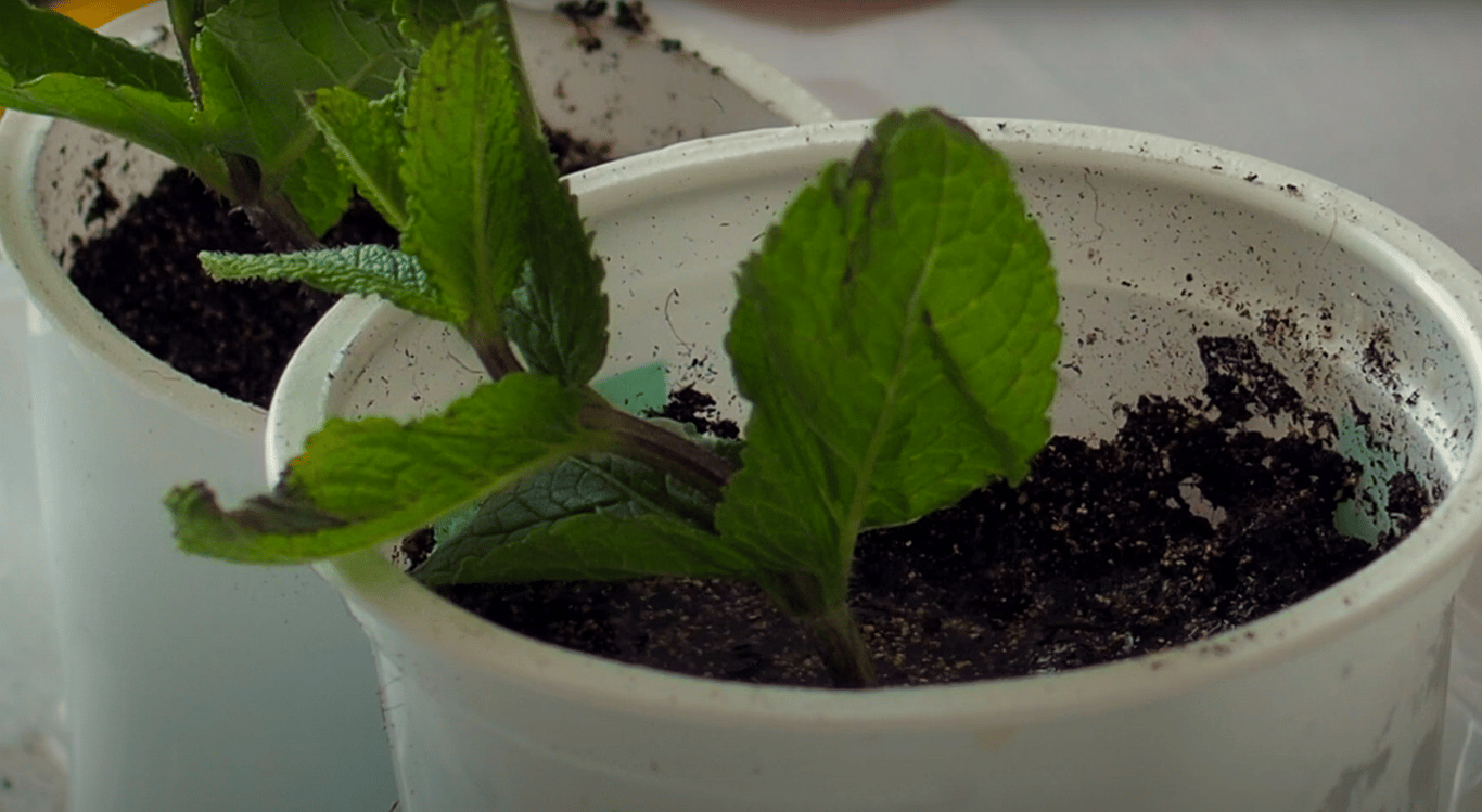 Мята в стаканчике