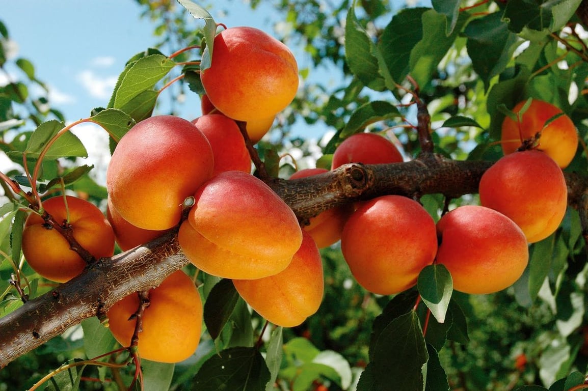 Абрикосы на дереве