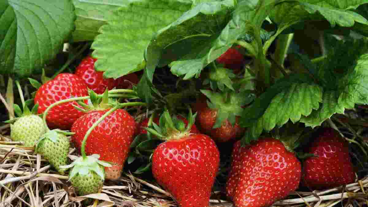 Урожай вкусной клубники на огороде