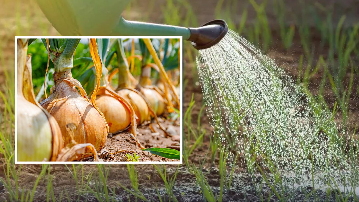 Чим підживити озиму цибулю навесні: органічні і безпечні методи