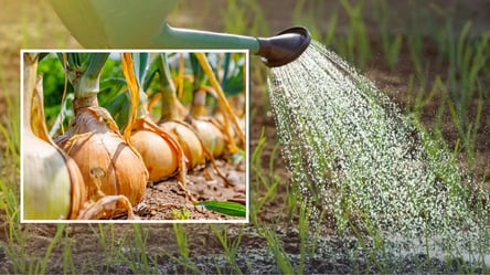 Озима цибуля виросте розкішною: чим потрібно підживити навесні - 285x160