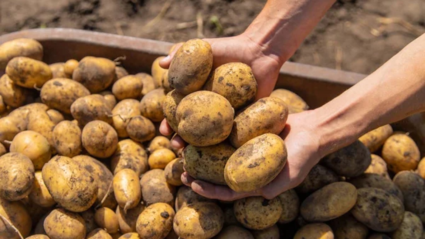 В Україні подешевшала картопля нового врожаю: яка ціна