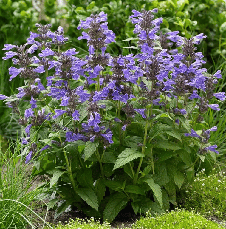 Котовник жильчатый