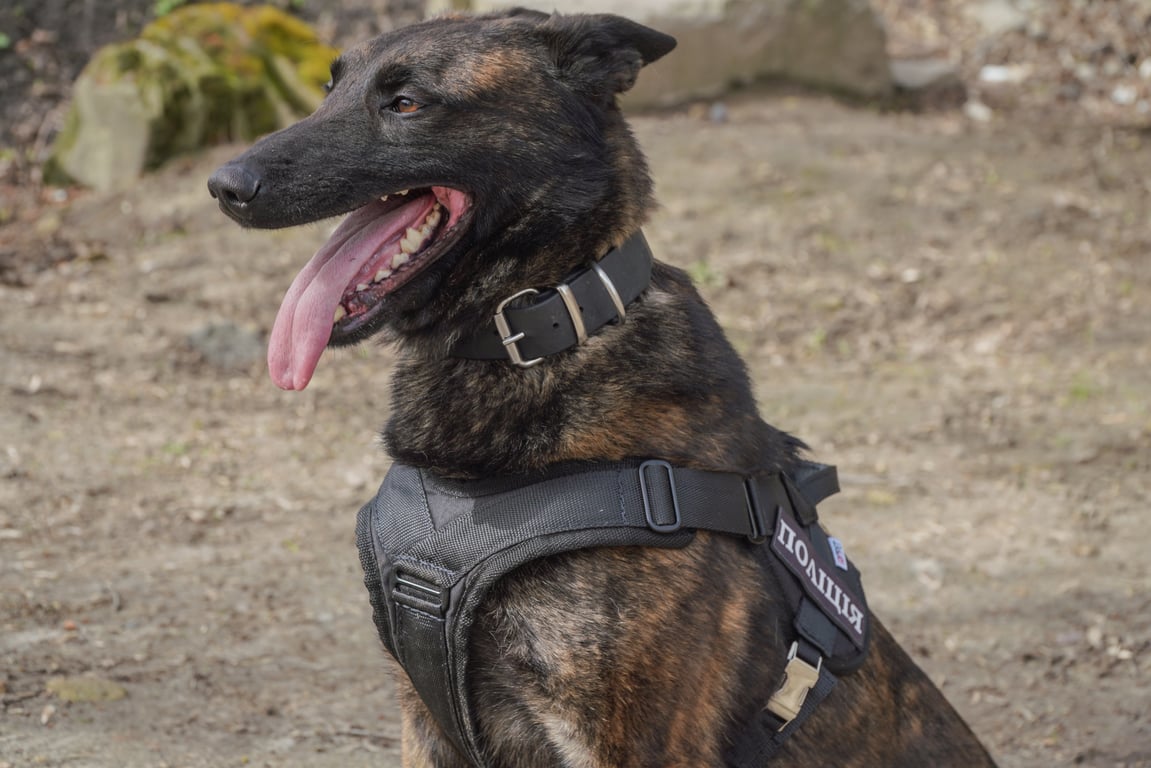 Служебная собака. Фото: "ТиКиев"/Игорь Кузнецов