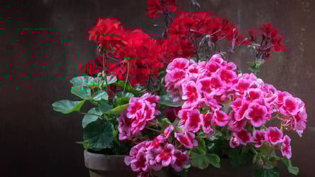 Як зупинити пожовтіння герані — порада від садівників - 304x171