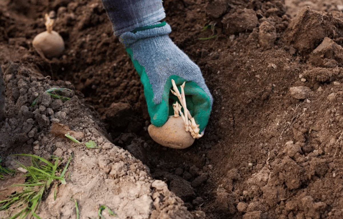 Посадка картошки
