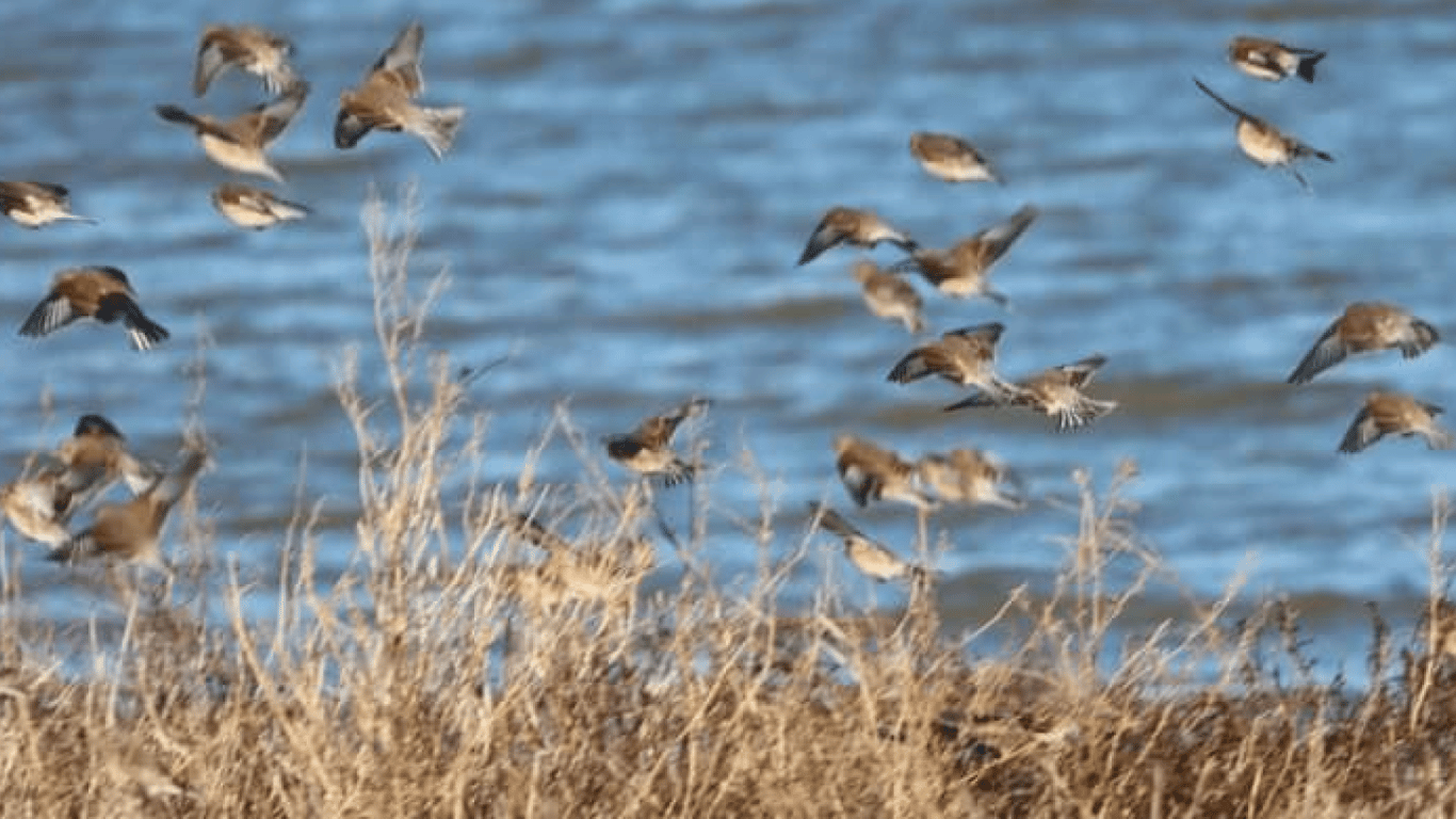 В нацпарке на Одесчине зимуют тысячи птиц — какие именно