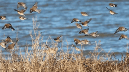 У нацпарку на Одещині зимують тисячі птахів — які саме - 285x160