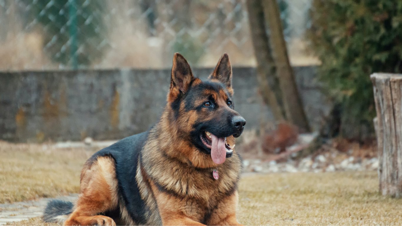 В Черновцах обнаружили бешенство у домашней собаки: какие улицы оказались под угрозой