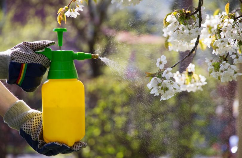 Опрыскивание вишневого дерева в саду