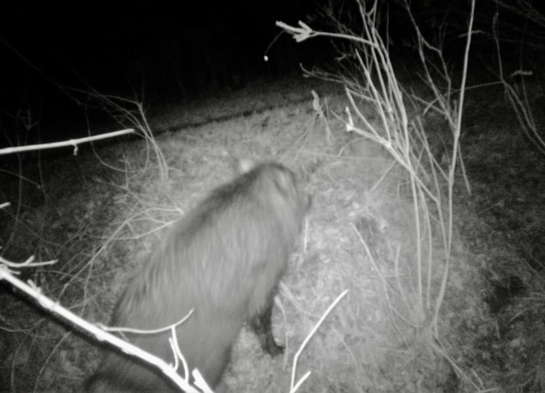 На прикордонні Одещини зафіксували небезпечних хижаків - фото 6