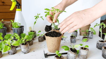 Правильный грунт для рассады — простой рецепт от агрономов - 285x160