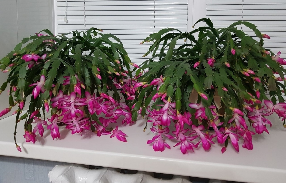 Декабристы