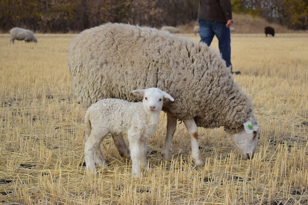 Народные приметы и традиции на 29 октября