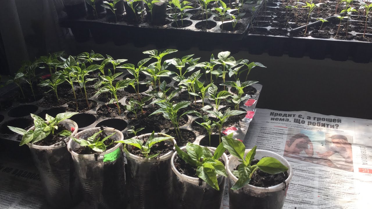 Рассада перца