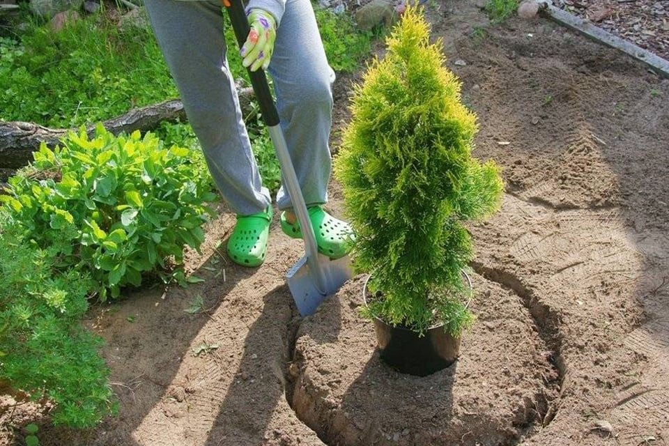 Женщина, садящая тую в саду