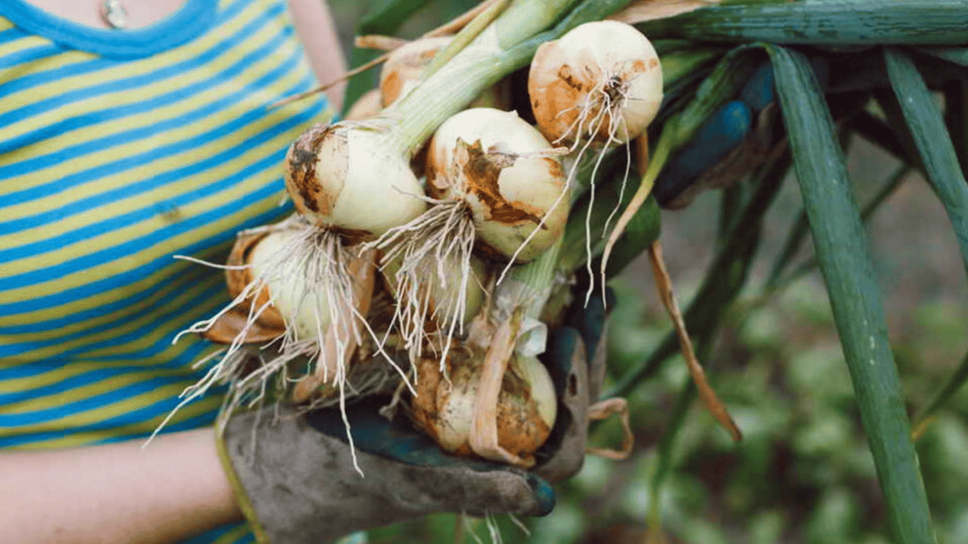 Чим підживити цибулю на городі в липні — найкращі добрива