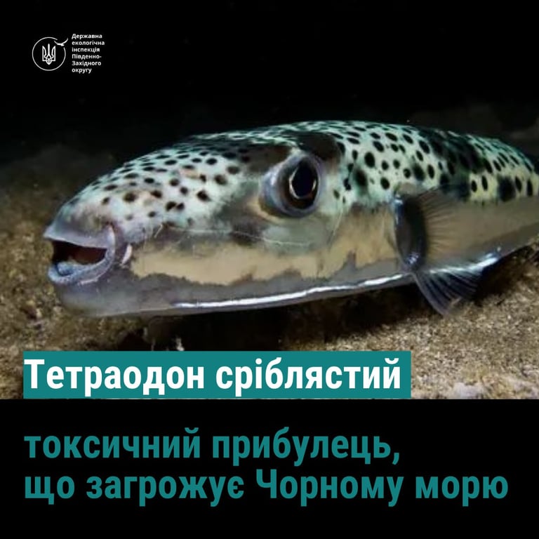 Має міцну щелепу — у Чорному морі зафіксували небезпечну рибу - фото 1