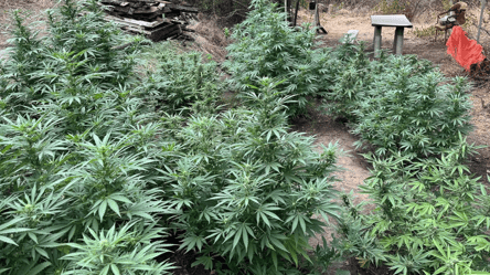 Полицейские обнаружили конопляные поля на Одесчине — видео - 285x160