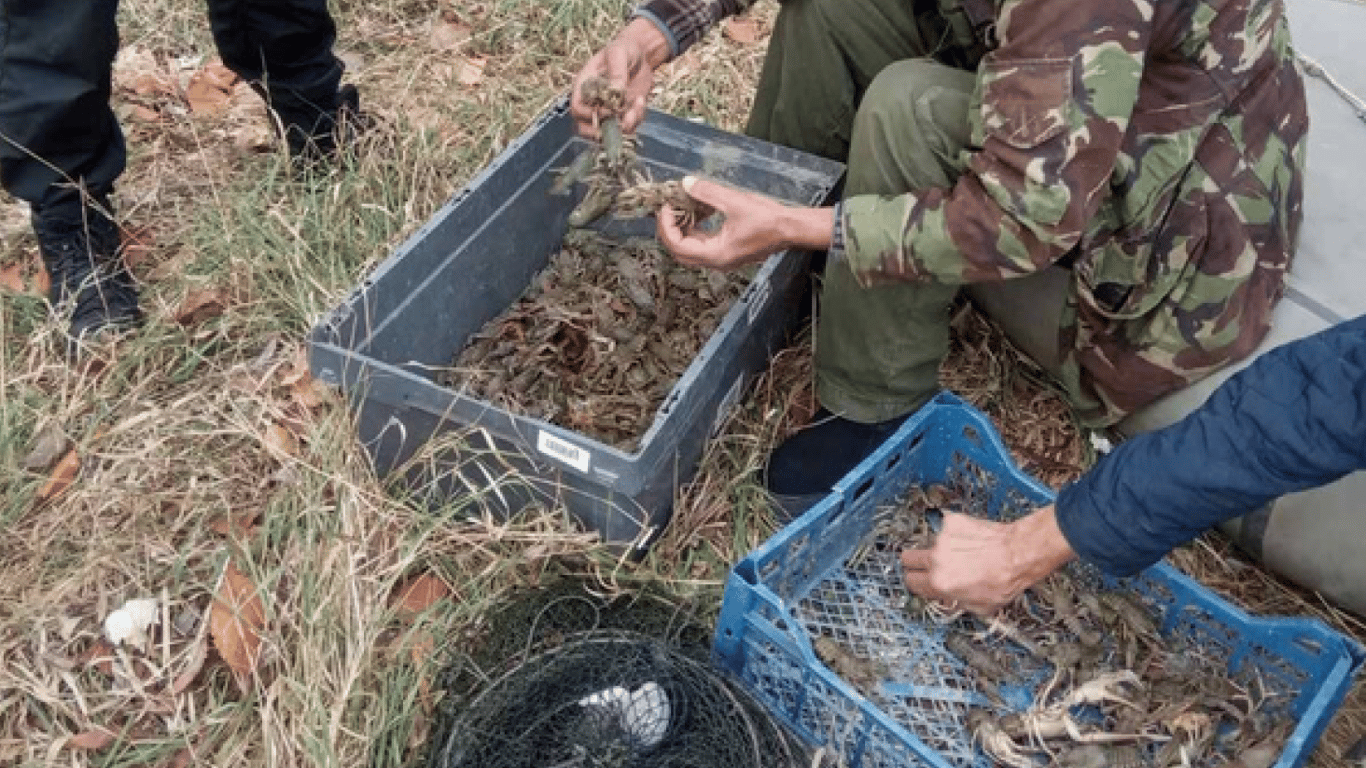 На реке Турунчук браконьеры незаконно наловили раков на миллион гривен
