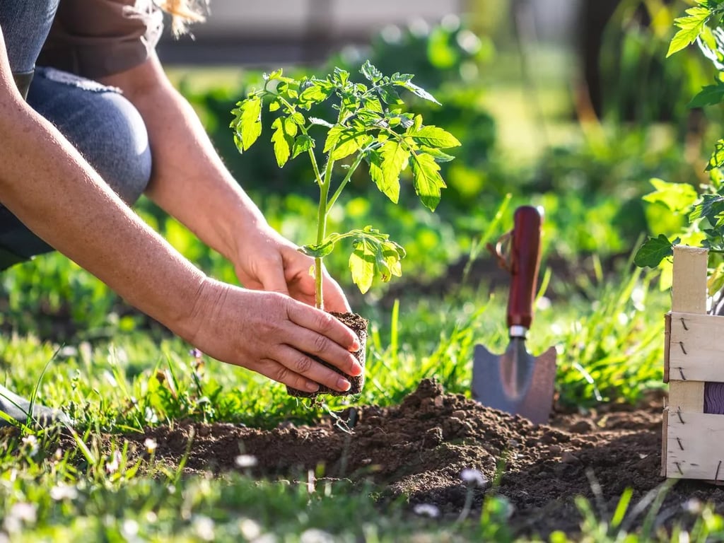 Опасные соседи для помидоров — полный перечень