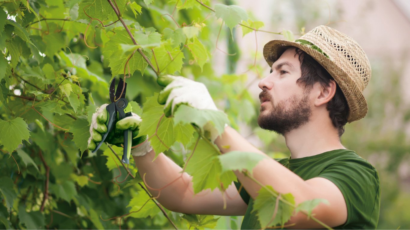 Як обрізати виноград влітку, щоб отримати щедрий врожай — поради садівників