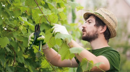 Чтобы росли большие сочные гроздья: как обрезать виноград летом - 285x160