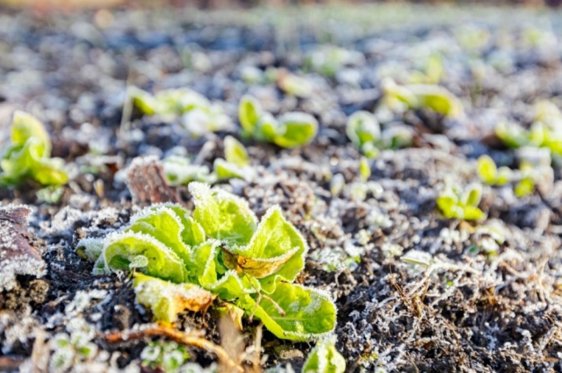 Як врятувати розсаду від весняних заморозків — поради дачникам