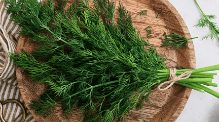 Укроп быстро взойдет и будет пышным — секрет подготовки семян - 285x160