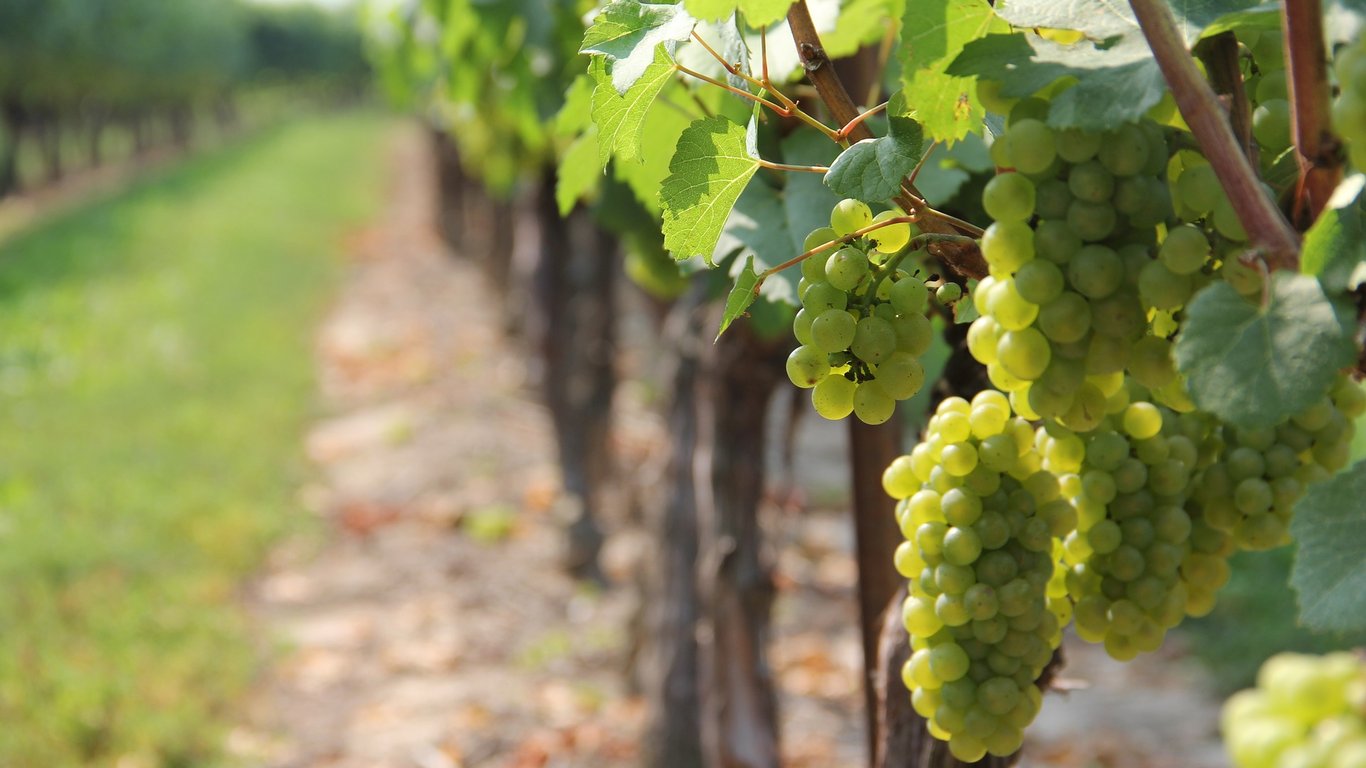 Виноградарство на Одещині: розвиток і перспективи